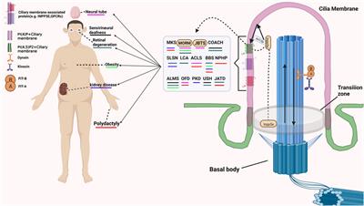 INPP5E and Coordination of Signaling Networks in Cilia